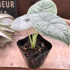 メロ アロカシア 希少 観葉植物の詳細画像1