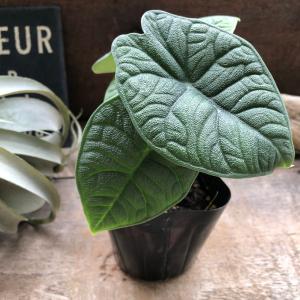 メロ アロカシア 希少 観葉植物の詳細画像3