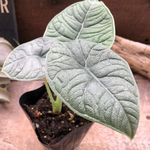 メロ アロカシア 希少 観葉植物の詳細画像4