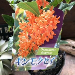 発送できません。金木犀 フレグランスレッドの苗木一つ。きんもくせい