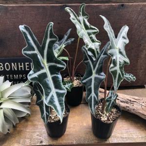 サンデリアナ ノビリス アロカシア 観葉植物 ...の詳細画像5