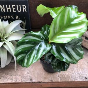 ベサール　カラテア 風水 観葉植物 インテリア