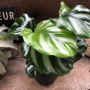 ベサール カラテア 風水 観葉植物 インテリアの詳細画像1