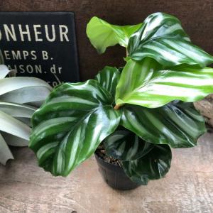 ベサール カラテア 風水 観葉植物 インテリアの詳細画像2