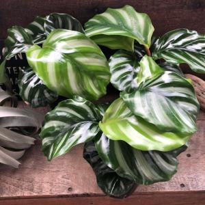 ベサール カラテア 風水 観葉植物 インテリアの詳細画像3