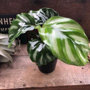 ベサール カラテア 風水 観葉植物 インテリアの詳細画像4