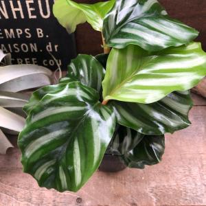 ベサール カラテア 風水 観葉植物 インテリアの詳細画像5