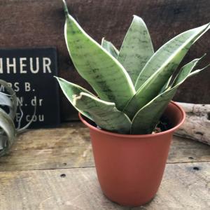 チャーム（charm） （観葉植物）フィカス エラスティカ ルビー 4号