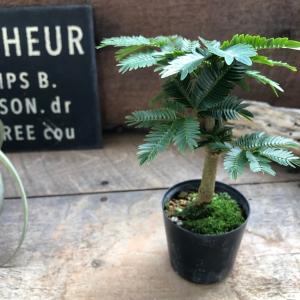 ユッカ シジゲラ 4号 直径約12cm ポット苗 ドライガーデン 送料無料