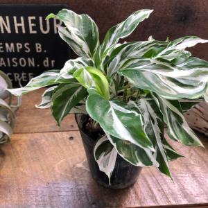 希少 斑入りドラセナ トルネード（5号鉢） 観葉植物 : パリジェンヌ