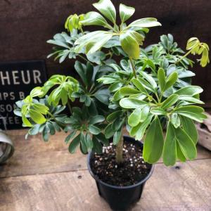 シェフレラ・ホンコン・カポック 7号 観葉植物 鉢植え 苗 インテリア