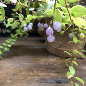 真珠コケモモ ガーデニング パワーストーンの実の詳細画像1