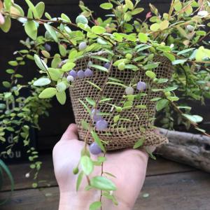 真珠コケモモ ガーデニング パワーストーンの実の詳細画像2