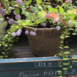 真珠コケモモ ガーデニング パワーストーンの実の詳細画像5