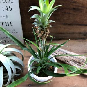 花パイン 実付き パイナップル ガーデニング ...の詳細画像3