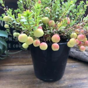 クランベリー 苗の商品一覧 通販 Yahoo ショッピング