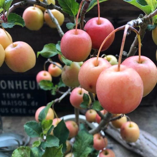 実つき 姫リンゴ 長寿紅 観賞用リンゴ 立派