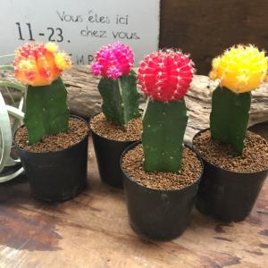 サボテン緋牡丹4色セット ひぼたん ヒボタンサ...の詳細画像2
