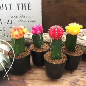 サボテン緋牡丹4色セット ひぼたん ヒボタンサ...の詳細画像3
