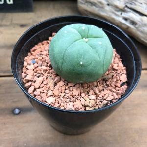 リンゼアナ×リンゼアナ　札付き　ty苗 リンゼアナ×リンゼアナ 札付き ty苗