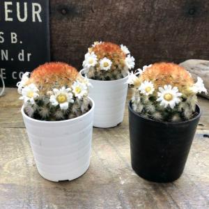 ホワイト　カルメナエ　白花　サボテン　インテリア