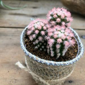 サボテン 希少の商品一覧 通販 Yahoo ショッピング