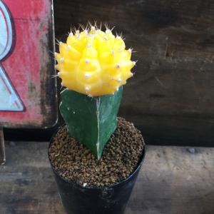 緋牡丹 黄色 ひぼたん 多肉植物 観葉植物 イ...の詳細画像1