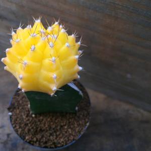 緋牡丹 黄色 ひぼたん 多肉植物 観葉植物 イ...の詳細画像3