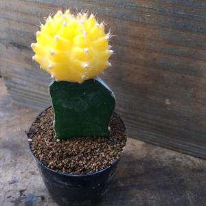 緋牡丹 黄色 ひぼたん 多肉植物 観葉植物 イ...の詳細画像4