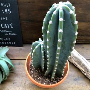 柱サボテン 2本植え 多肉植物 7号鉢/1個売り 観葉植物 鬼面角 鬼面閣