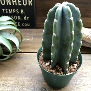 お得 柱サボテン 4号 おしゃれ サボテン 多肉植物の詳細画像1