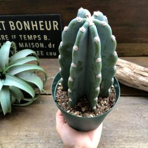 お得 柱サボテン 4号 おしゃれ サボテン 多肉植物の詳細画像2