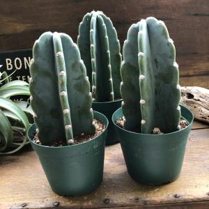 お得 柱サボテン 4号 おしゃれ サボテン 多肉植物の詳細画像4