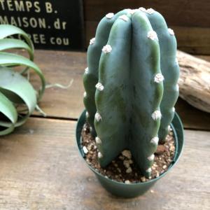 お得 柱サボテン 4号 おしゃれ サボテン 多肉植物の詳細画像5