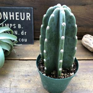 柱サボテン 2本植え 多肉植物 7号鉢/1個売り 観葉植物 鬼面角 鬼面閣