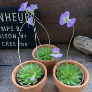 多肉植物：ユーフォルビア グロエネワルディ*幅14cm 現品 一品限り