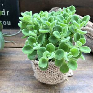 アロマティカス ハーブ ミントの甘い香り 多肉植物の詳細画像5
