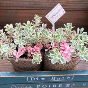 レディハート 斑入りハートカズラ ハート型 多肉植物 : パリジェンヌ