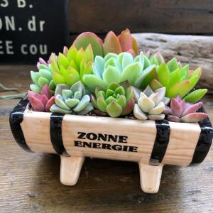 多肉植物 寄せ植えのランキングtop100 人気売れ筋ランキング Yahoo ショッピング