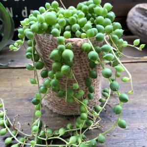 グリーンネックレス ミニサイズ 多肉植物 垂れさがりの詳細画像1