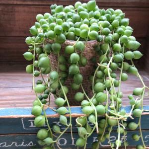 グリーンネックレス ミニサイズ 多肉植物 垂れさがりの詳細画像3