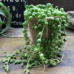 グリーンネックレス ミニサイズ 多肉植物 垂れさがりの詳細画像4