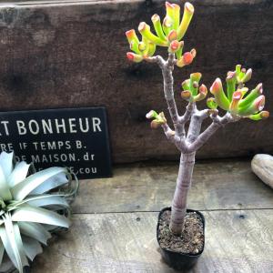 多肉植物 苗 パキセダム キャンディグレープ ガンゾウ 2.5号鉢