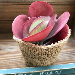 レディハート 斑入りハートカズラ ハート型 多肉植物 : パリジェンヌ
