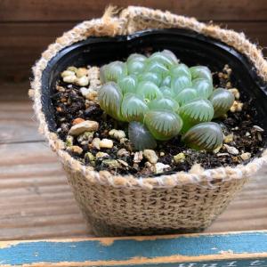 オブツーサ ハオルチア 美しい 多肉植物の詳細画像1