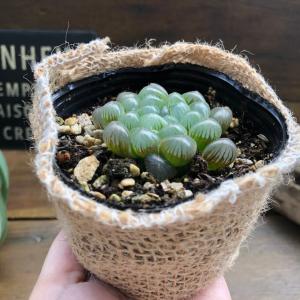 オブツーサ ハオルチア 美しい 多肉植物の詳細画像2