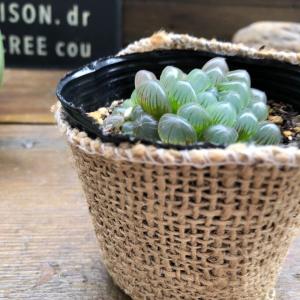 オブツーサ ハオルチア 美しい 多肉植物の詳細画像3
