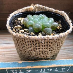 オブツーサ ハオルチア 美しい 多肉植物の詳細画像4