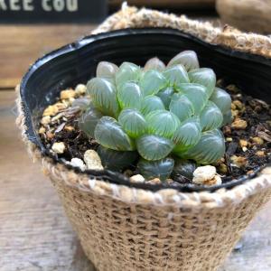 オブツーサ ハオルチア 美しい 多肉植物の詳細画像5