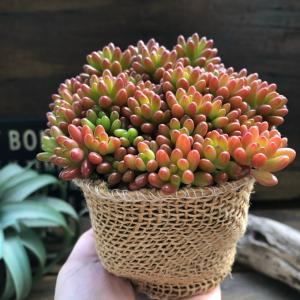 虹の玉 多肉植物 セダム インテリア ガーデニングの詳細画像1